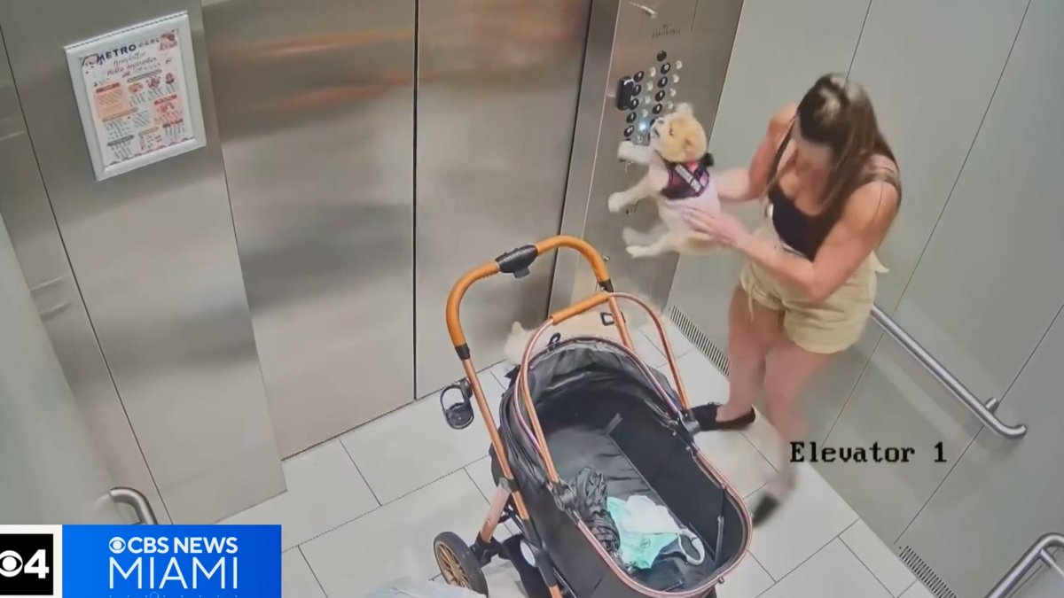 After coming from an abusive home, a foster dog in Hialeah was allegedly beaten multiple times by its foster owner; Miami‑Dade Animal Services rescued her dogs.